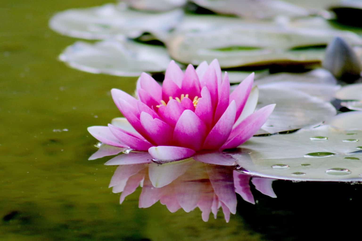 culture-organisationnelle-nenuphar